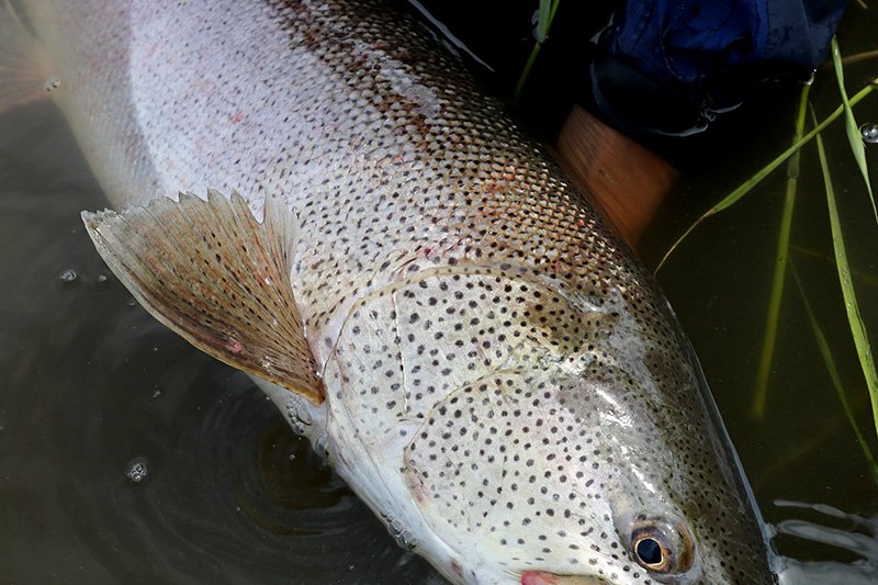 ルーカステイラー｜Casket カスケット