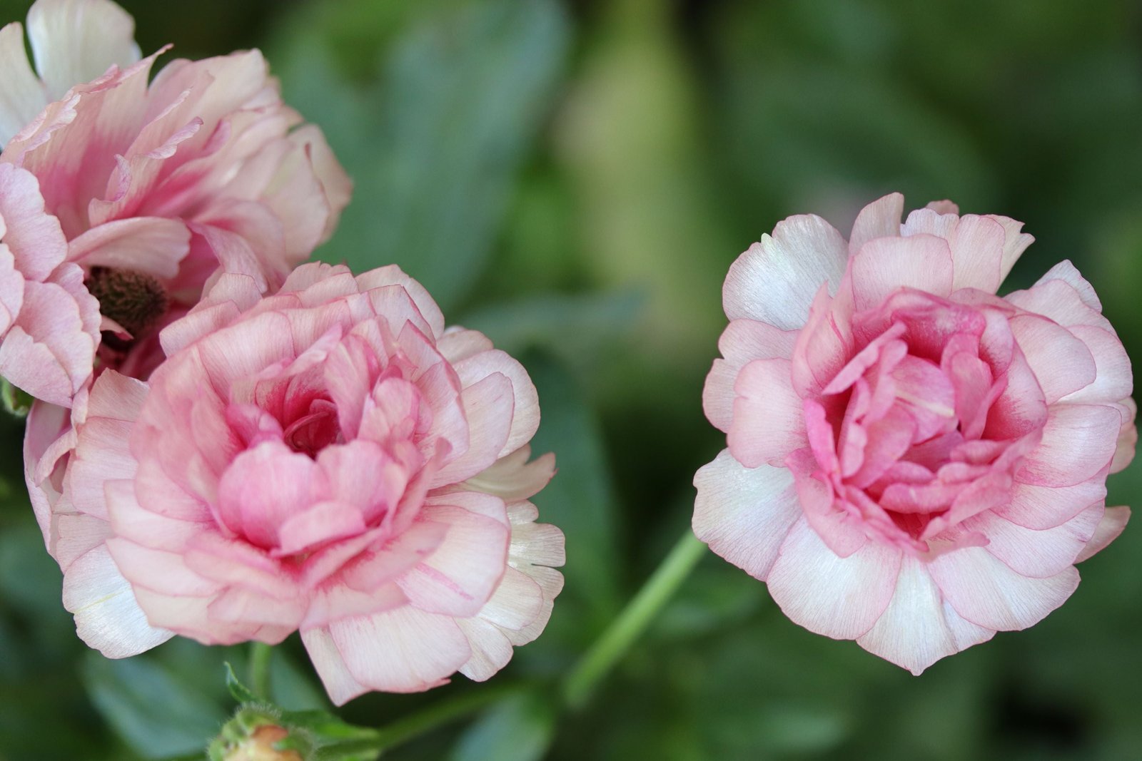 ラナンキュラス ラックス「ヘラ」 | 花とカメラはじめました